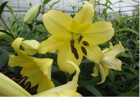Vietnam propagates and produces successful lily flowers Manissa and Belladonna