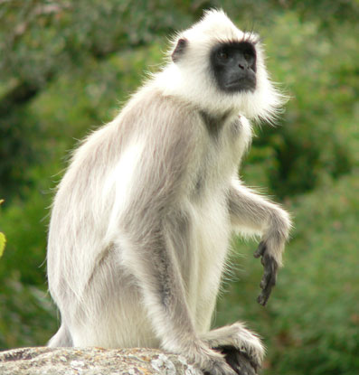 Vietnam: Rare and endangered langurs