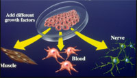 Vietnam separates stem cells from mouse embryos