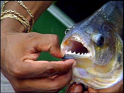 Vietnam: Strange creatures invade the river