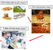 Vietnam successfully created eggs rich in Omega-3 eggs