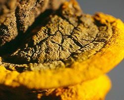 Vietnam successfully cultivates cancer treatment mushrooms