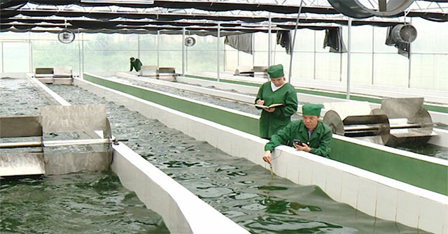 Vietnam successfully cultivates Spirulina strains