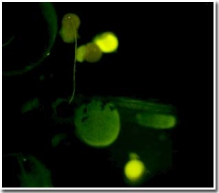 Vietnam successfully implanted glowing fish