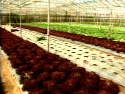 Vietnam successfully produced artificial seeds