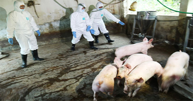 Vietnam successfully produced vaccines for cholera swine in Africa