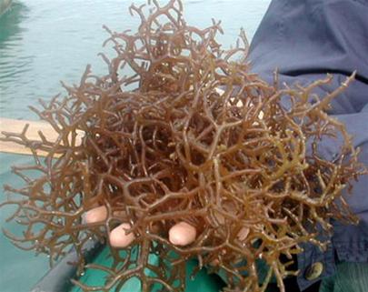 Vietnam successfully produces food from seaweed
