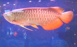 Vietnam used to exist rare arowanas?