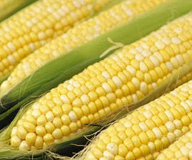 Vietnam will have high-yielding genetically modified food