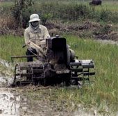 Vietnam won the IAEA's award for mutating rice varieties