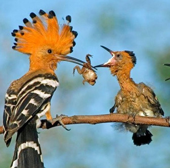 Vietnam won the third ASEAN photo contest on biodiversity