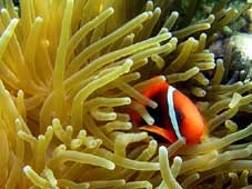 Vietnamese corals are comparable to world corals