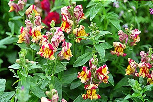 Vietnamese flowers fly into space