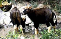 Vietnamese forest animals (1)
