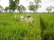 'Vietnamese hybrid 24' - rice 'Vietnamese brand'