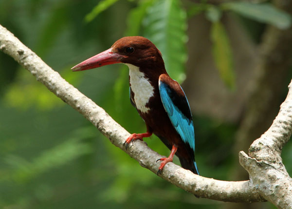 Vietnamese kingfisher beauty