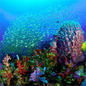 Vietnamese marine corals are severely destroyed