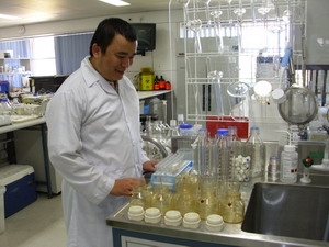 Vietnamese people find ways to multiply eucalyptus clones