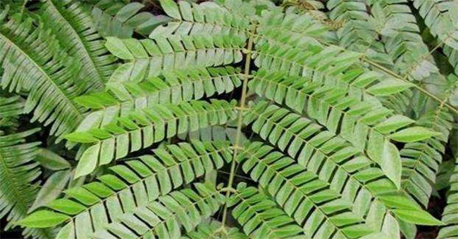 Vietnamese science propagates precious forest plants that treat liver cancer