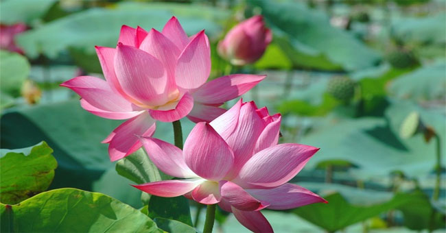 Vietnamese science separates precious substances from lotus leaves and green beans to help reduce blood cholesterol
