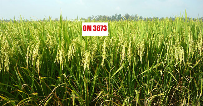 Vietnamese scientist creates rice strain against stress