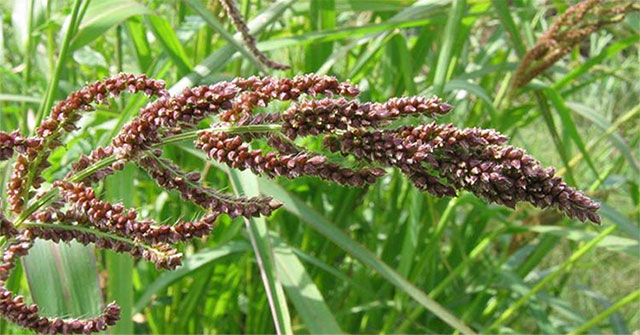 Vietnamese scientist finds the inhibitor of invasive weeds from rice husk