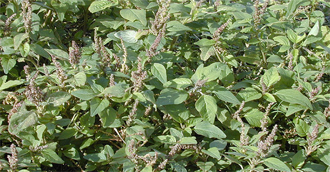 Vietnamese scientist found anti-cancer agent from spinach