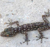 Vietnamese scientist participates in discovering new rock lizard species