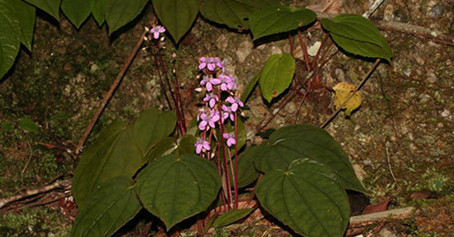 Vietnamese scientists publish new plants for the world