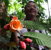 Vietnamese tea flowers are recognized by the world as new species