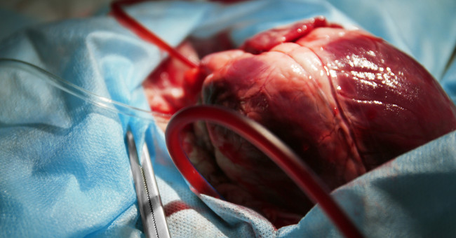 Vietnamese-based scientist turns rat heart into human heart