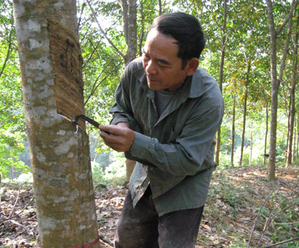 Vietnam-Japan cooperation in rubber processing