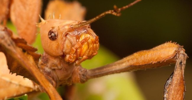 Virgin mothers in the natural world