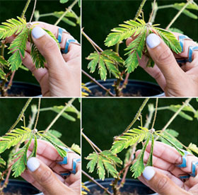 Virgin trees have unusual intelligence