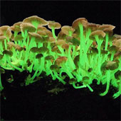 Virtual green light of luminescent mushrooms