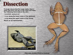 Virtualization software for animal surgery practice