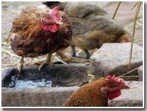 Virus strain H7N3: High virulence, spread to humans