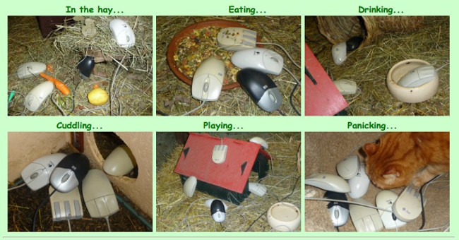 Visit the computer mouse breeding area of ​​the European Atomic Research Organization