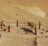 Visit the fossil whale valley in Egypt