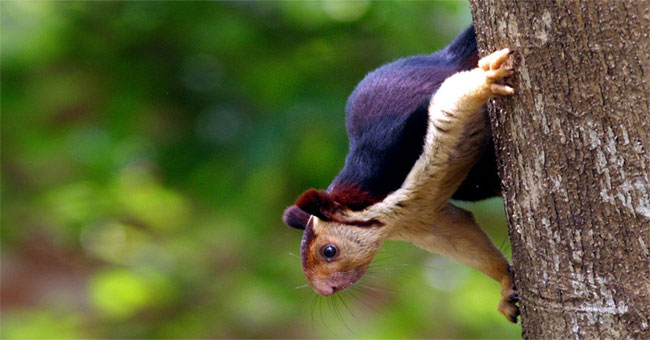 Visit the Indian forest to visit the most colorful squirrel on the planet: picturesque