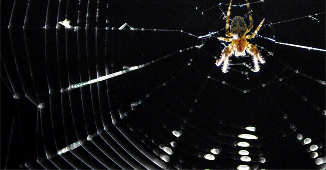 Visit the 'nightmare' room where 10,000 spiders live