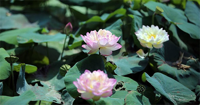 Visit the place where Vietnam's most precious lotus species is preserved
