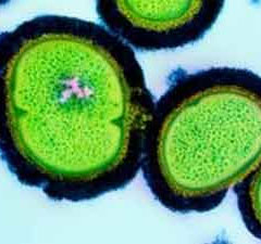 Vitamin B3 can help kill viruses