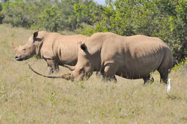 VN-South Africa is about to sign the MoU to prevent rhino horn trade