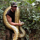 Voluntarily devoured the giant python Anaconda