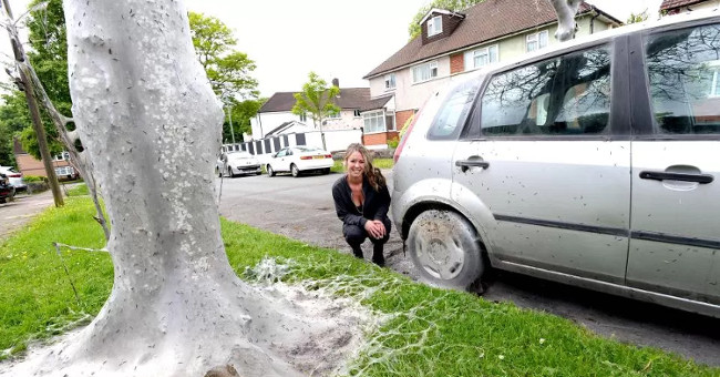 Wake up to see the horror film covering cars and trees