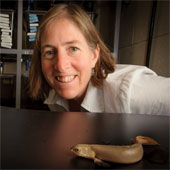 Walking fish and terrestrial evolutionary origin
