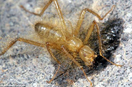 Walking flies rarely reappear in Africa