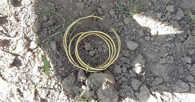 Walking in the forest, the young soldier picked up the golden ring of 3,000 years