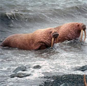 Walrus migrated massively from the North Pole to the United States